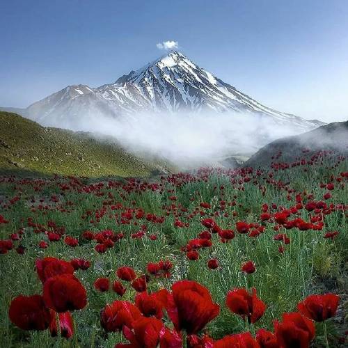 محمود براک شدی تو تنها یارم توی عمرو بهارم